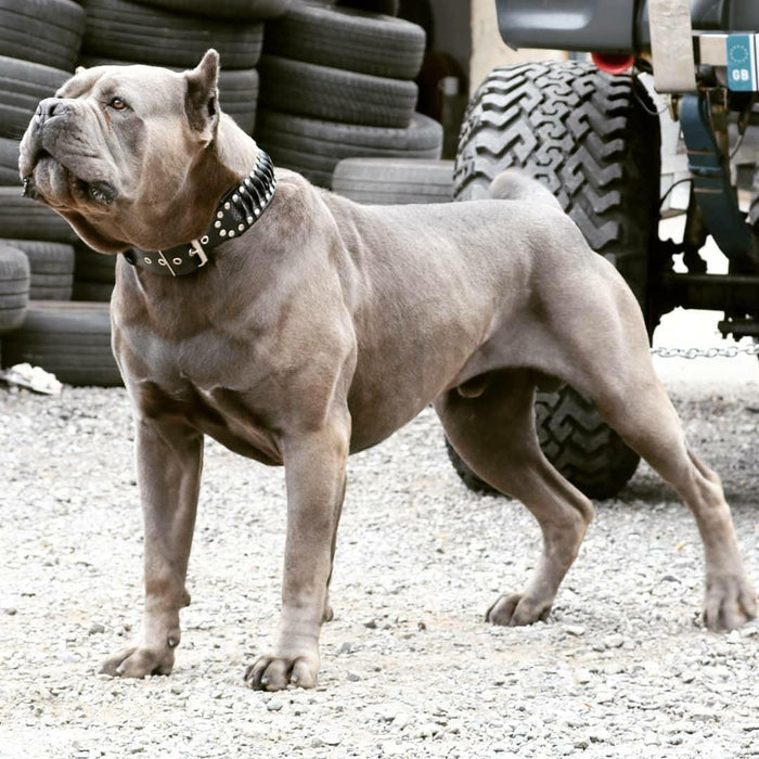 Bestia Dog Gear The 'Steampunk' Handcrafted Leather Dog Collar - view 4